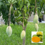 Mallika Mango Plant - Buy Online at Green Glow Nursery