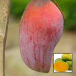 Namdokmai Si Thong Mango Plant - Buy Online at Green Glow Nursery