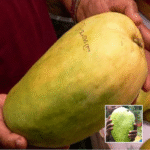 Thai Nurjahan Mango Plant - Buy Online at Green Glow Nursery