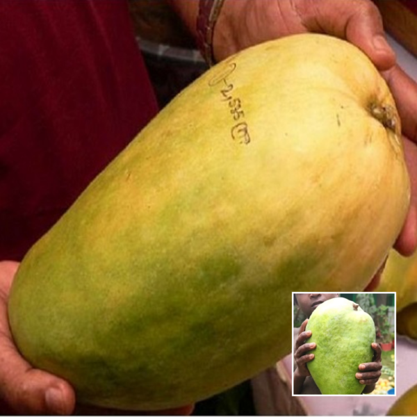 Thai Nurjahan Mango - Exotic Plant