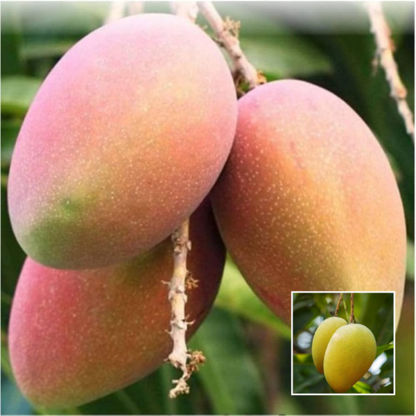 Pusa Ambika - Grafted Mango Plant