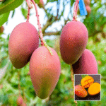 Pusa Arunika Mango Plant - Buy Online at Green Glow Nursery