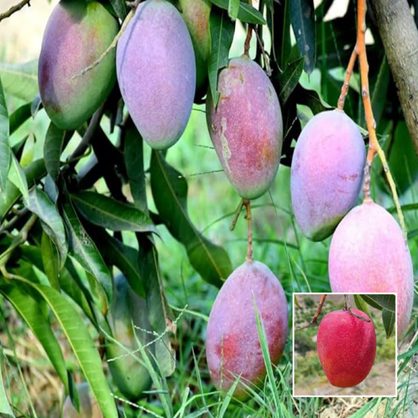 Pusa Arunima (Grafted) - Mango plant
