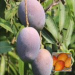 Pusa Lalima Plant - Buy Online at Green Glow Nursery
