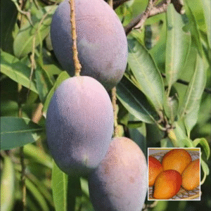 Pusa Lalima - Grafted Mango Plant