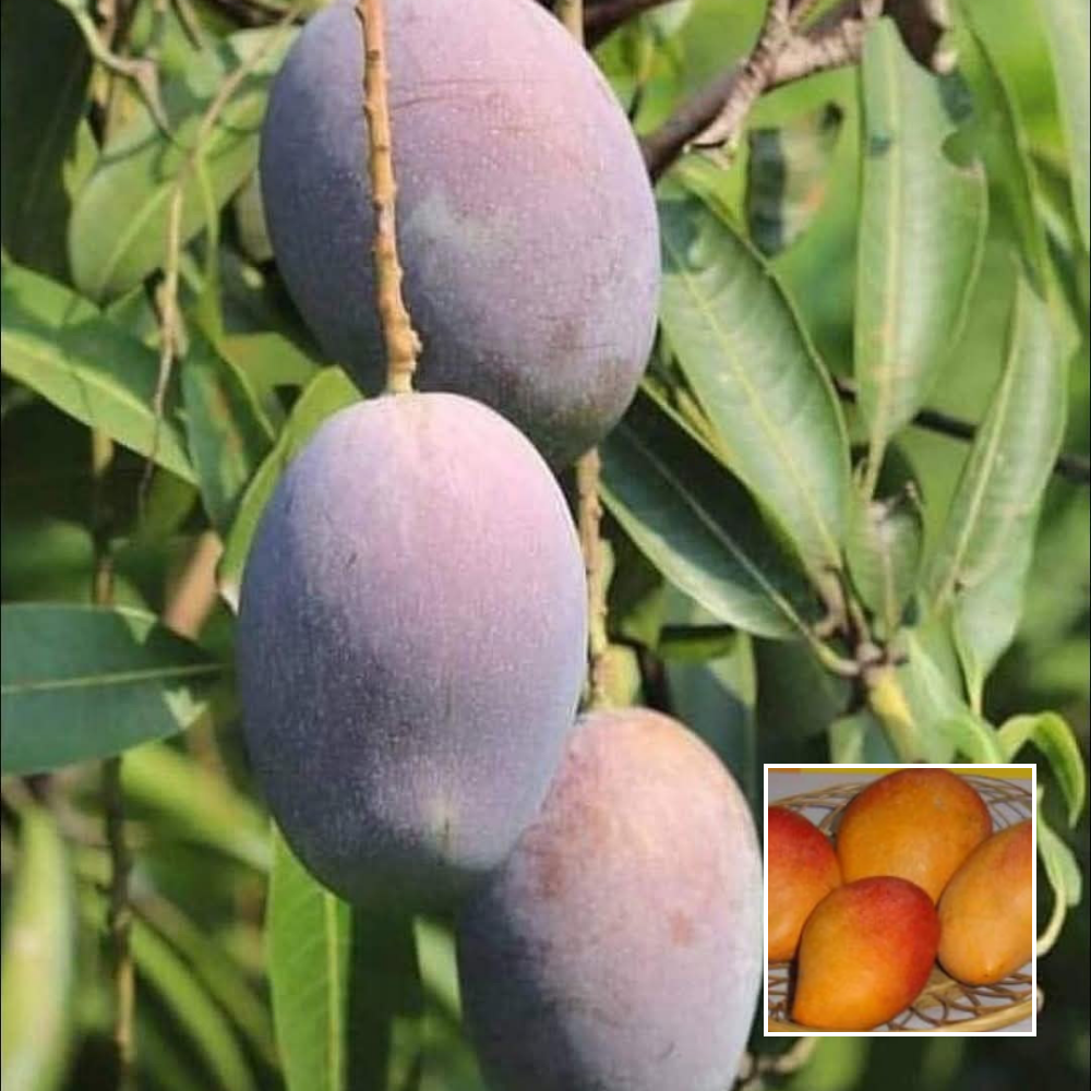 Pusa Lalima - Grafted Mango Plant