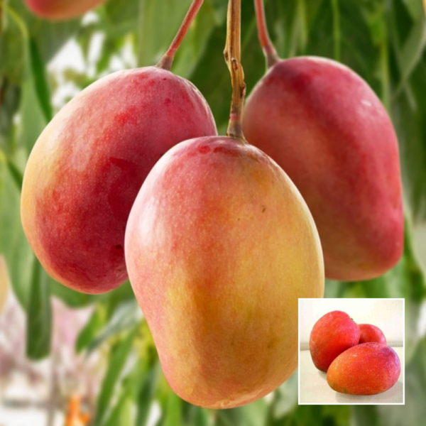 Pusa Suriya - Grafted Mango Plant