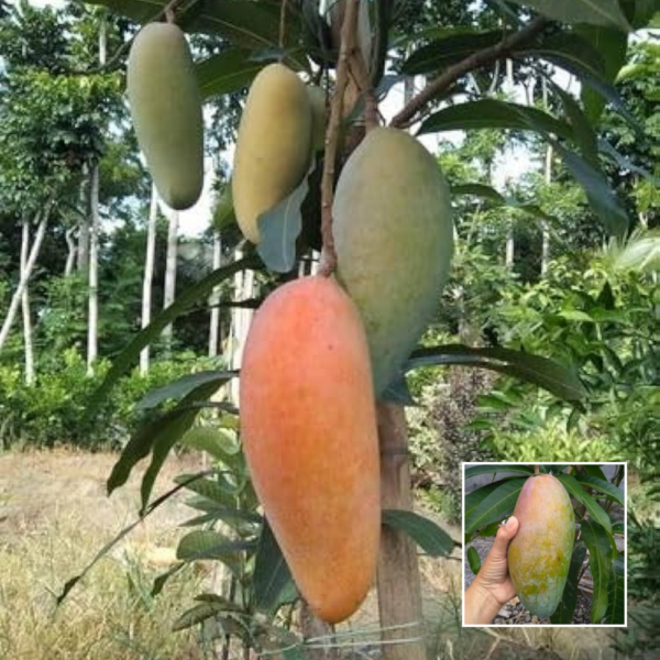 Qjai Mango - Grafted Plant