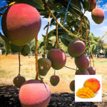 Thai R2E2 Mango Plant - Buy Online at Green Glow Nursery