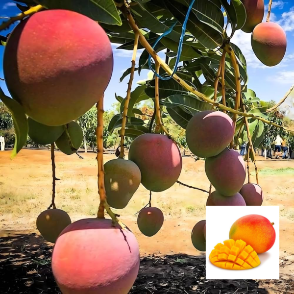 Thai R2E2 Mango - Exotic Plant
