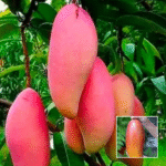 Red Ivory Mango Plant - Buy Online at Green Glow Nursery