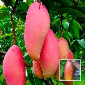 Red Ivery Mango - Exotic Plants