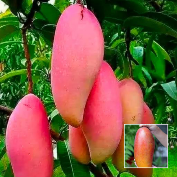 Red Ivery Mango - Exotic Plants
