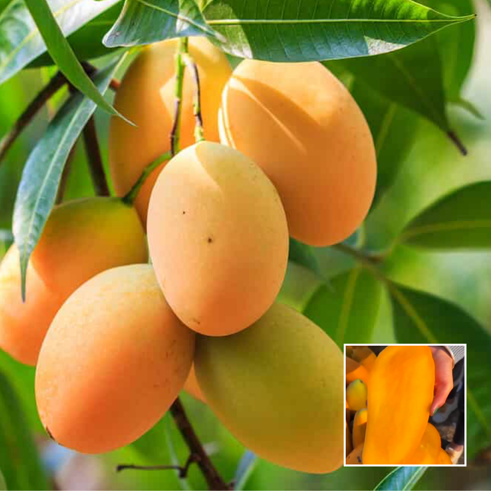 seedless mango