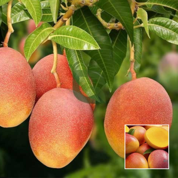 Sindhu Seedless Mango - Exotic Plant