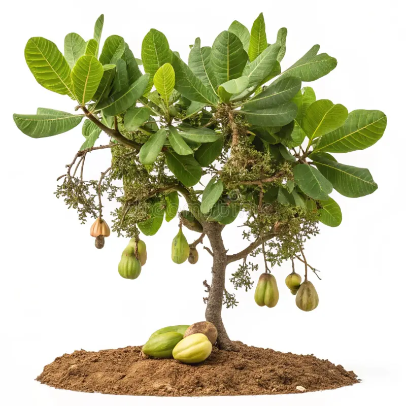 Dryfruit Plants