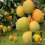 Sonpari Mango Plant - Buy Online at Green Glow Nursery