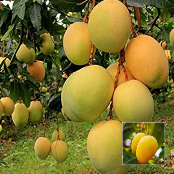 Sonpari Mango - Exotic Plant