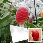 Miyazaki Mango Plant - Grafted - Buy Online at Green Glow Nursery