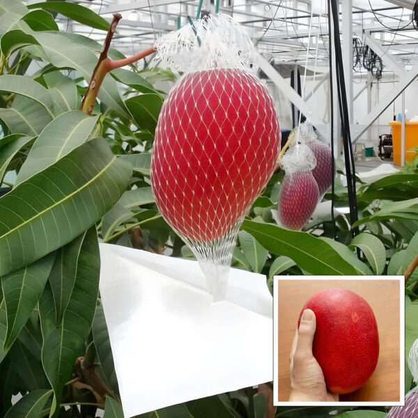 Miyazaki Mango Plant - Grafted