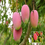 Suvarnarekha Mango Plant - Buy Online at Green Glow Nursery