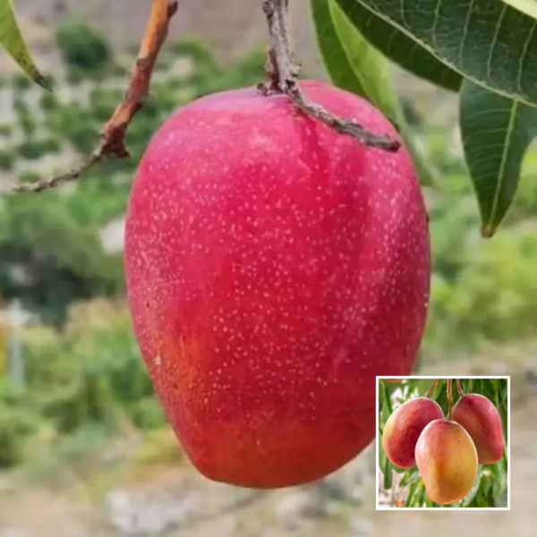 Thai Taiwan Red Mango - Exotic Plant