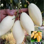 Thai White Namdokmai Mango Plant - Buy Online at Green Glow Nursery