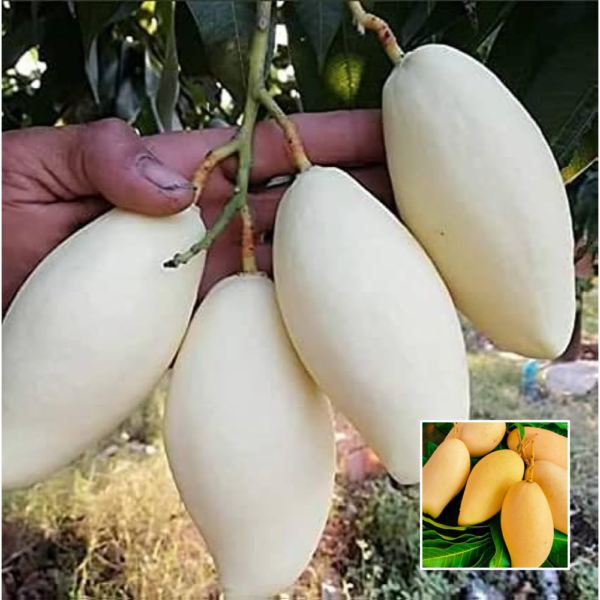 Thai White Dogmoi Mango