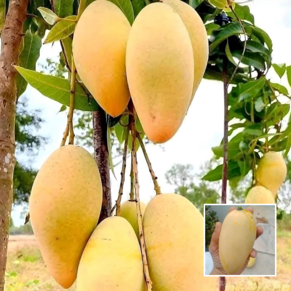 Thai Sweet All Time Katimon - Grafted