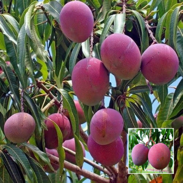 Tommy Atkins Mango - Exotic Plant