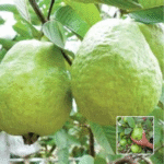 1Kg Guava Plant - Buy Online at Green Glow Nursery