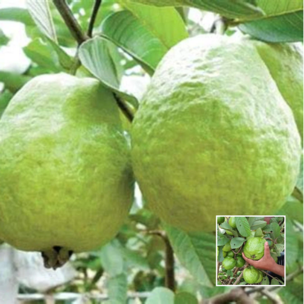 1KG Guava - Fruit Plants and Trees