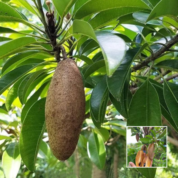 Banana Chikoo (Sapota) - Exotic Plants
