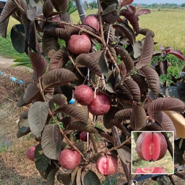 Black Diamond Guava - Exotic Plant