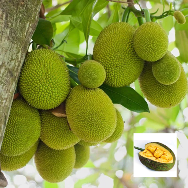 Gumless Jackfruit - Exotic Plants