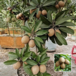 Kalipatti Chiku(Sapota) Plant - Buy Online at Green Glow Nursery