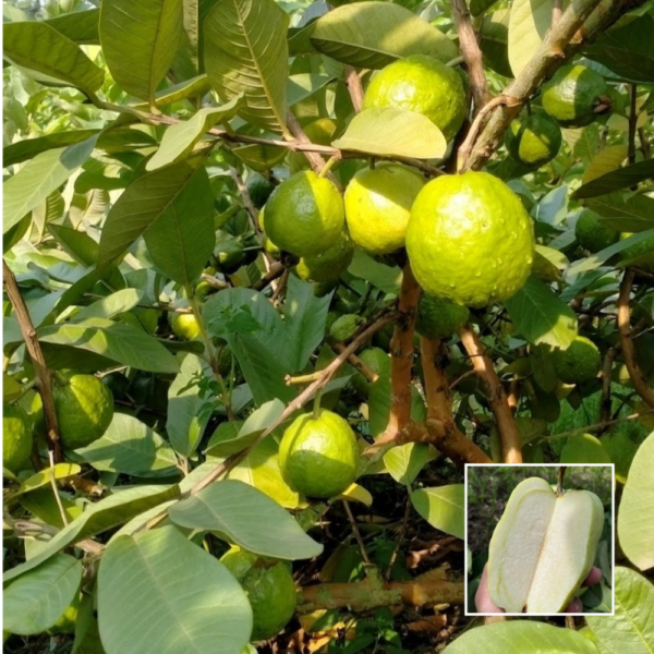 Khaja Guava - Fruit Plants & Trees