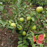 Lalit Guava Plant - Buy Online at Green Glow Nursery
