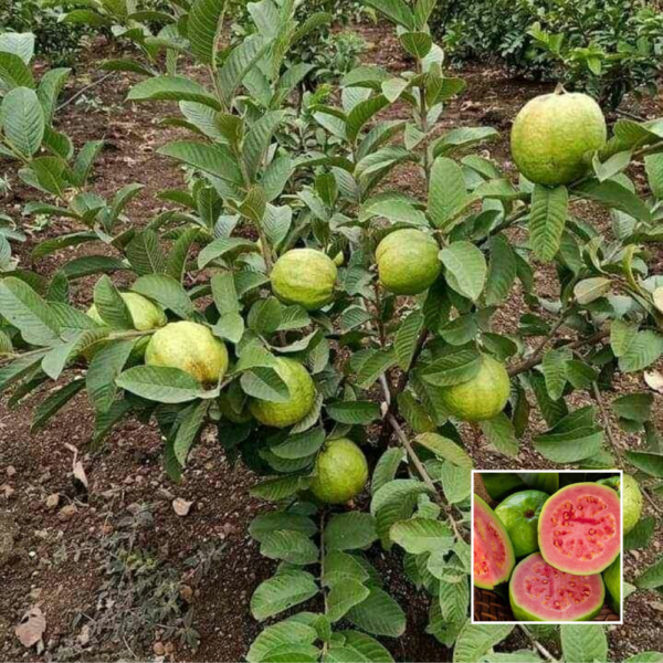 Lalit Guava - Fruit Plants and Trees