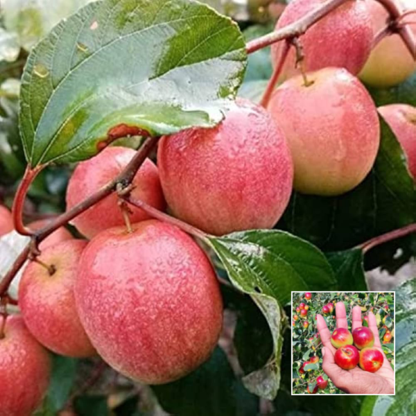 Miss India Apple Ber - Grafted