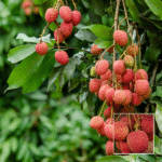 Muzaffarpur Litchi Plant - Buy Online at Green Glow Nursery