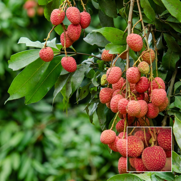 Muzaffarpur Litchi - Grafted Plants