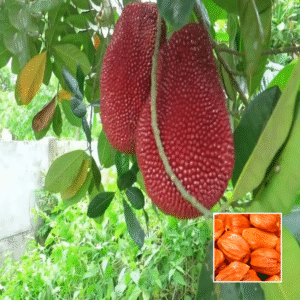 Pink Jackfruit - Fruit Plants & Trees