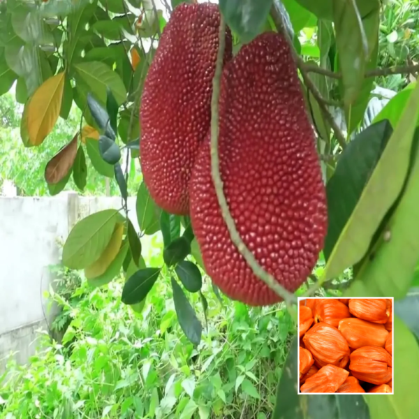 Pink Jackfruit - Fruit Plants & Trees