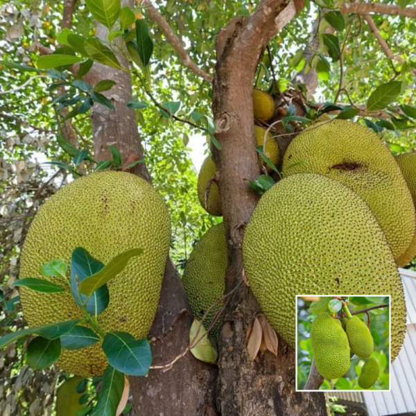 Seedless Jackfruit - Exotic Plants