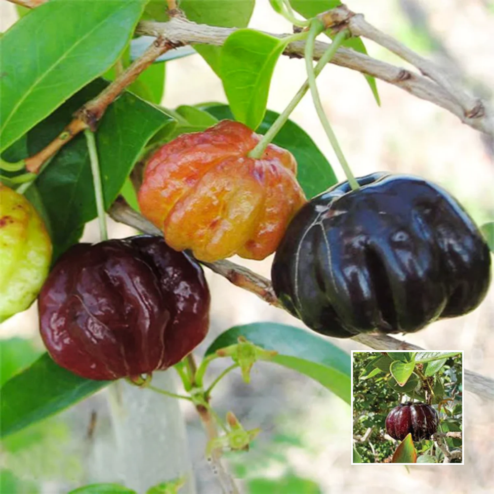 Surinam black cherry