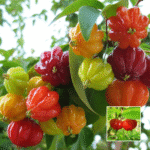 Surinam Red Cherry Plant - Buy Online at Green Glow Nursery