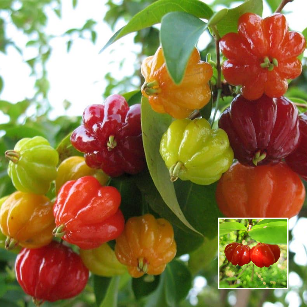 Surinam red cherry