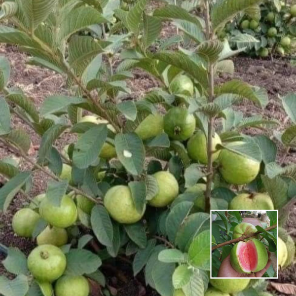 Taiwan Pink Guava - Exotic Plants