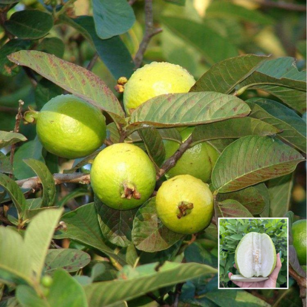 Taiwan White Guava - Fruit Plants & Trees